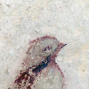 bio